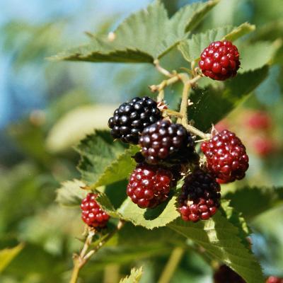 Brombeeren