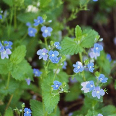 Ehrenpreis 05 2007 2