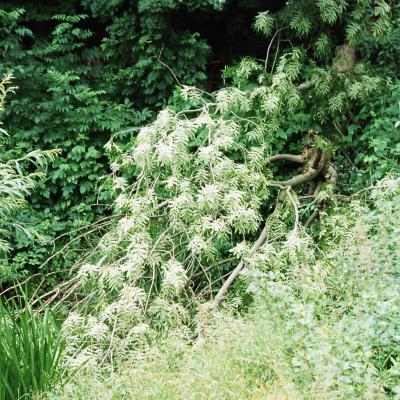 Esche Entwurzelung 2005 1