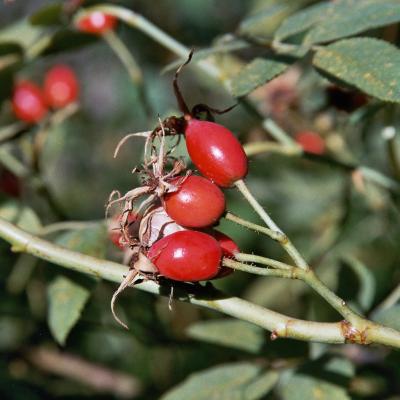 Hagebutten 2
