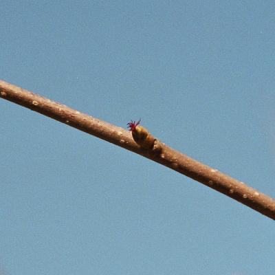 Haselnublte Weiblich 2