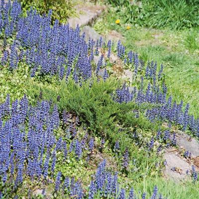 Kriechender Gnsel Flchendeckend 04 2007