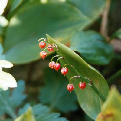 Maiglckchen Beeren 1