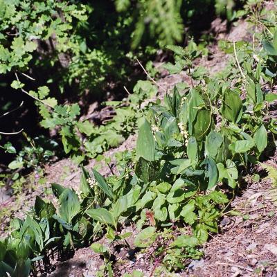 Maiglckchen Im Biotop