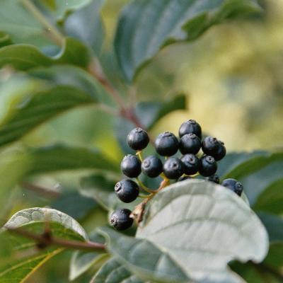 Roter Hartriegel Beere 1