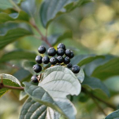 Roter Hartriegel Beere 2