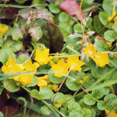 Scharbockskraut 06 2007