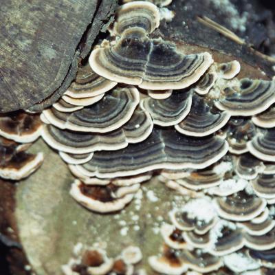 Schmetterlingstramete 1