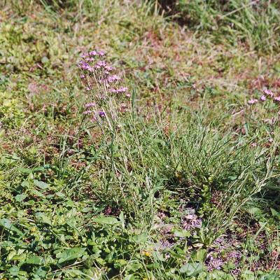 Tausendguldenkraut 1