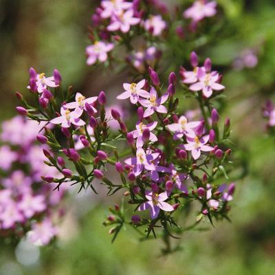 Tausendguldenkraut 3