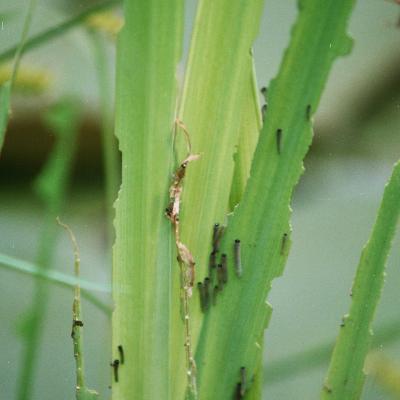 Wasserschwertlilie Von Rauben Angefressen