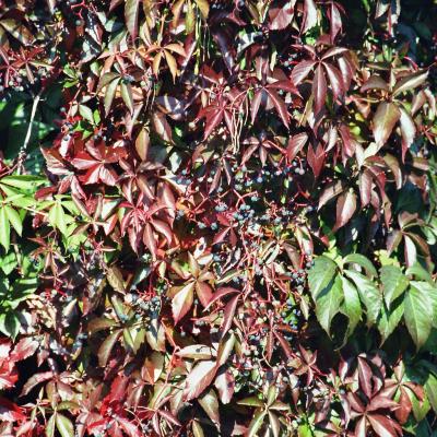 Wilder Wein Okt 05 Mit Vielen Beeren