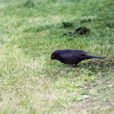 Amsel 05 2005 2