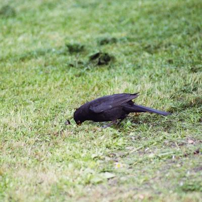 Amsel 05 2005 3