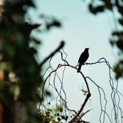 Amsel Auf Ihrer Singwarte