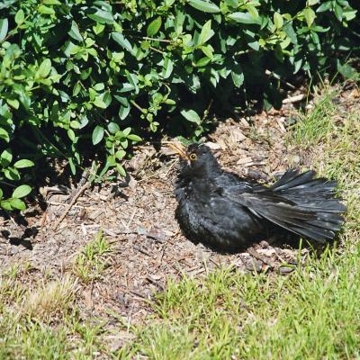 Amsel Beim Sonnenbad 3