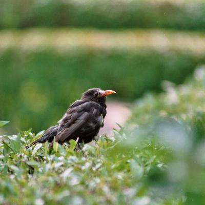 Amsel Mit Verkrppeltem Schnabel 1