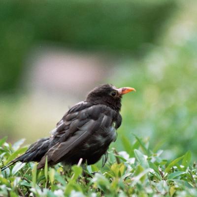 Amsel Mit Verkrppeltem Schnabel 2