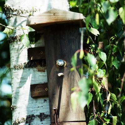 Blaumeise Am Brutkasten