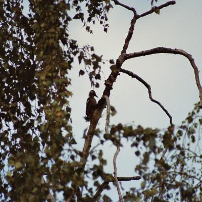 Buntspecht 08 2006 2