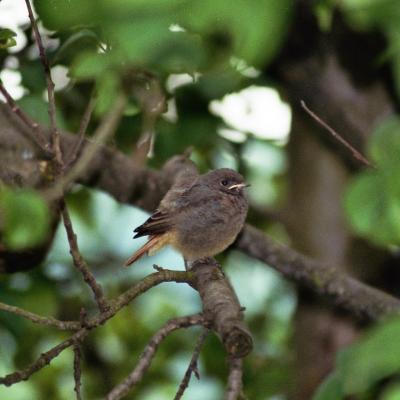 Gartenrotschwanz Flge