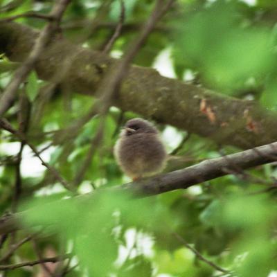 Gartenrotschwanz Flgge 1