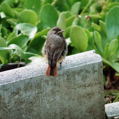 Gartenrotschwanz Jung 2