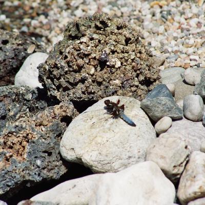 Libelle 05 2006 Garten Zimmermann 2