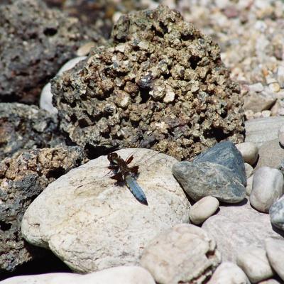 Libelle 05 2006 Garten Zimmermann 3