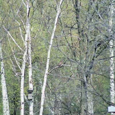 Musebussard Am Biotoprand