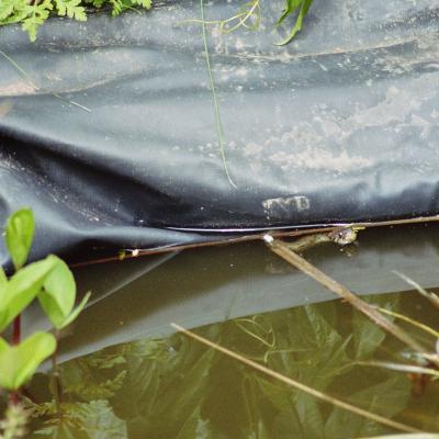 Ringelnatter 05 2005 1