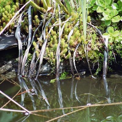 Ringelnatter 05 2005 2