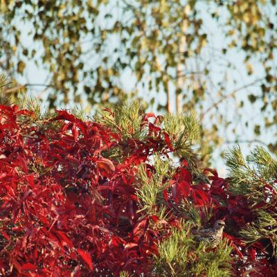 Singdrosseln Im Wilden Wein Okt 05 1