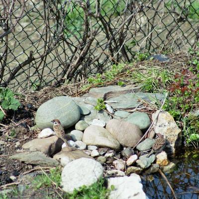 Sperling An Der Vogeltrnke 2