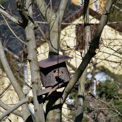 Sperlinge Auf Wohnungssuche 1