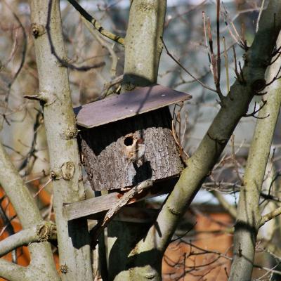 Sperlinge Auf Wohnungssuche 2