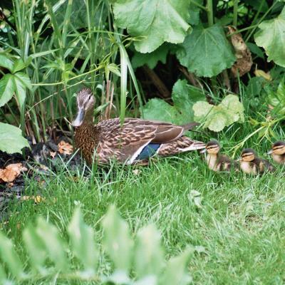 Stockente Mit 7 Jungen 06 2005